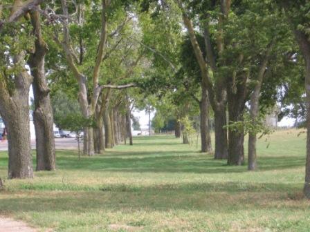 Avenue of Trees in Duncan, Nebraska